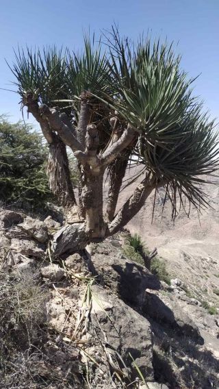 Dracaena Serrulata 100 Seeds - Succulent - Caudex - Rare - Oman