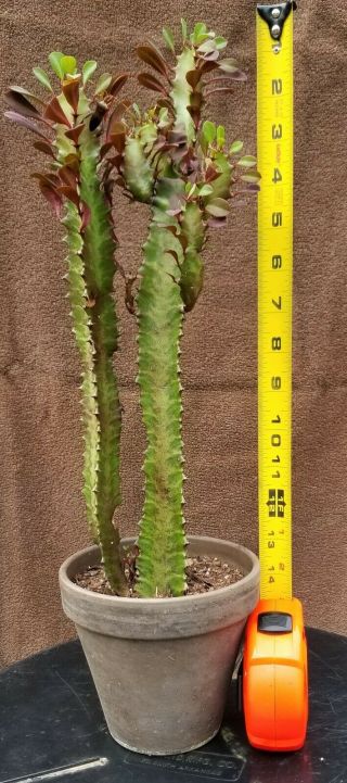 Euphorbia Trigona Rubra African Milk Tree Rare Cactus Plant Exotic Succulent 14 "