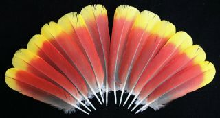 Eclectus Vosmaeri Female Parrot Tail Feathers Rare,  6 Pairs,  5 1/2  Craft,  Fans