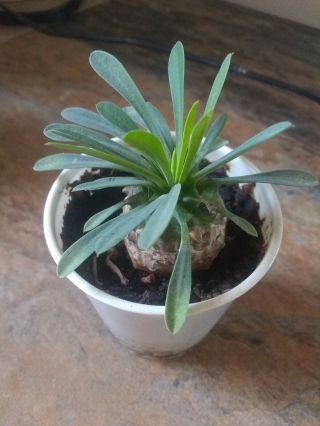 Euphorbia Japonica - Rare Exotic Succulent