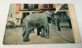 Antique Postcard Elephant Fighting The Flames,  Coney Island,  N.  Y.  Posted 1907 Pc