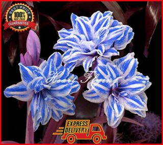 True Blue Amaryllis Bulbs Hippeastrum Flowers Rare Barbados Lily - Fast