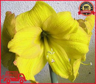 Yellow Amaryllis Flowers Bulbs,  Barbados Lily,  Hippeastrum Bulbs,  Fresh And Rare