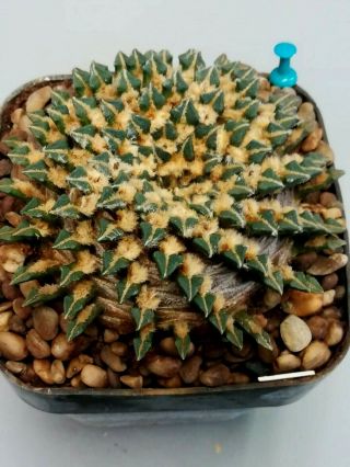 Ariocarpus Kotschoubeyanus Macdowellii,  Rare.  Cacti 仙人掌 Cactus 선인장 サボテン