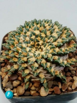 Ariocarpus kotschoubeyanus macdowellii,  RARE.  cacti 仙人掌 cactus 선인장 サボテン 2