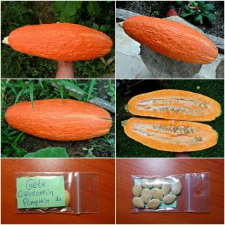 Gete Okosomin Pumpkin - Squash 10 Top Quality Seeds - Extremely Rare Heirloom