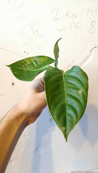 Very Rare Hybrid Of Anthurium Veitchii King Of Anthuriums Large Tropical Aroid