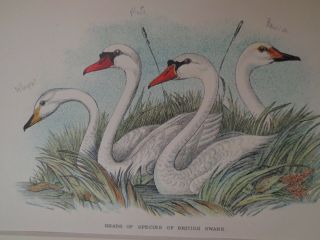 Antique 19th Century Framed Print Of British Swans By W.  H.  Allen 1894 London 13