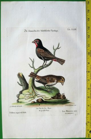 George Edwards,  Black And Brown Sparrow,  Handcol.  Engr.  C.  1749