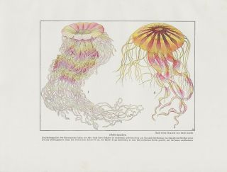 C1900 Marine Sea Jellyfish Medusa Ernst Haeckel Antique Lithograph Print