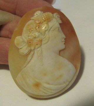 Antique Carved Shell Cameo Of Lovely Young Lady W/no Frame