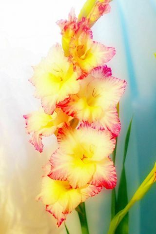 Gladiolus Bulbs Perennial Flower Rare Yellow Warm Bright Plant Gift Balcony Hot