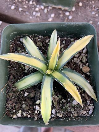 Agave victoriae - reginae ' Sun King ' variegated/Rare/Aloe/Haworthia/Succulent 2