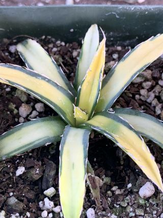 Agave victoriae - reginae ' Sun King ' variegated/Rare/Aloe/Haworthia/Succulent 3