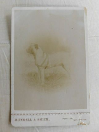 Antique Victorian Era Cabinet Card Photo Of Pug Dog W/ Harness - Puyallup Wa