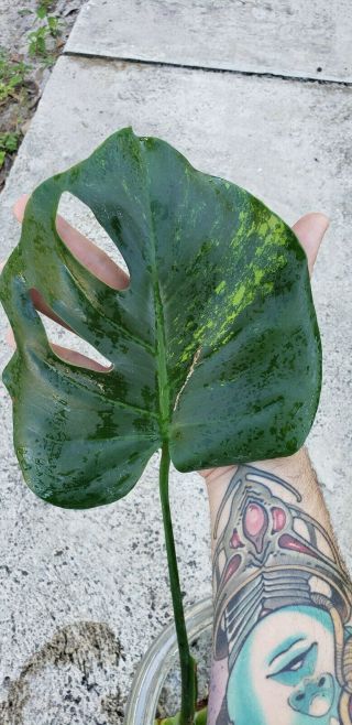 Rare Variegated Monstera Deliciosa Variegata Rooted - Split Leaf Philodendron