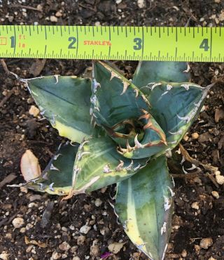 Agave titanota compact variegated rare plants freephytosanitary cactus haworthia 2