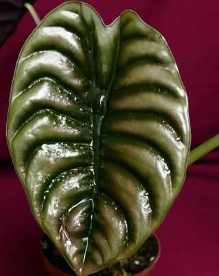 Alocasia Cuprea Corrugated Rare Aroid Plant Philodendron Anthurium