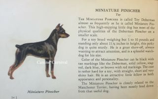 Miniature Pinscher Min Pin Dog Rare Vintage Art Drawing Breed Description 1939