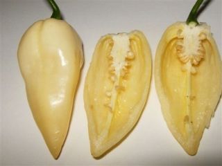 1000 Seeds White Bhut Jolokia Ghost Pepper Hot Chili Rare Naga Extremely Spicy