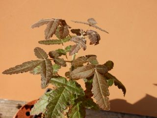 Boswellia ameero - Succulent - Caudex - Extremely Rare - Socotra - Seedling 3