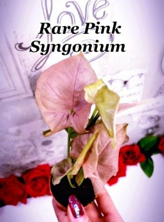 Rare Pink Syngonium Podophyllum Hybrid Housplant Hard To Find Bright Plant Gift