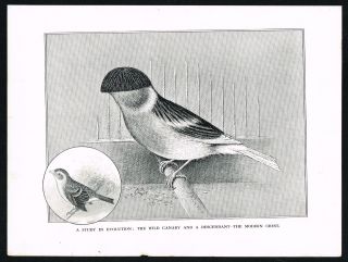 1911 The Evolution Of Wild Canary,  Modern Crest,  Antique Print - Robson