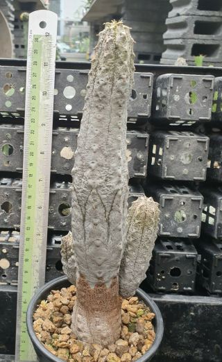 43.  Euphorbia Abdelkuri (short Stock) Very Rare And Succulent
