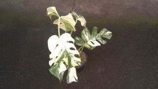 Rare White Variegated Monstera deliciosa/ Swiss cheese plant.  Albino.  Lava 2
