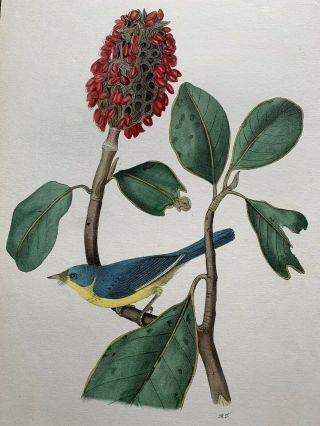Very Rare - Audubon 1st Ed.  Octavo - Bonaparte 