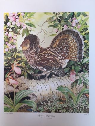 Sallie Ellington Middleton Rare Ruffed Grouse Print - Signed And Numbered