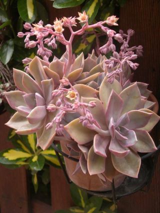 Graptoveria Douglas Huth Cactus Succulent Plant Rare Pot Soil 4 " Creamy Pink