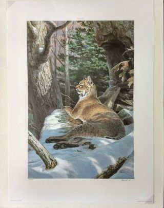 Ned Smith Art Print " Big Woods Bobcat " Signed/numbered Limited Edition Rare