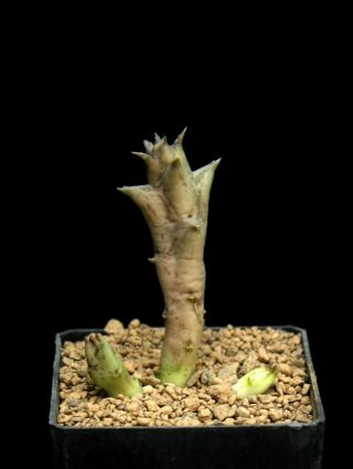 Caralluma Baldratii Ssp Somalensis - Very Rare Plant - - Last List Of The Year