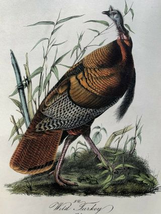 Very Rare - Audubon 1st Ed.  Octavo - Wild Turkey - Plate 287