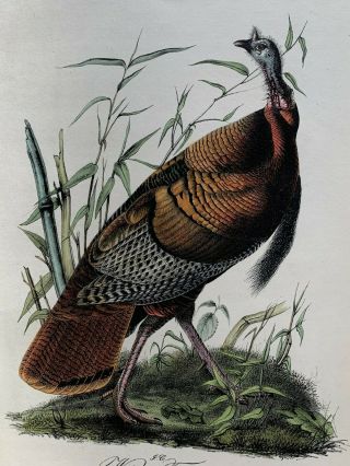 Very Rare - Audubon 1st Ed.  Octavo - Wild Turkey - Plate 287 2