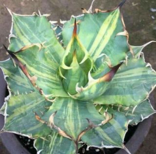 Agave Titanota Variegated Rare Small Plants Phytosanitary アガベ Aloe Cactus