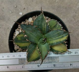 Agave titanota variegated rare small plants phytosanitary アガベ aloe cactus 3