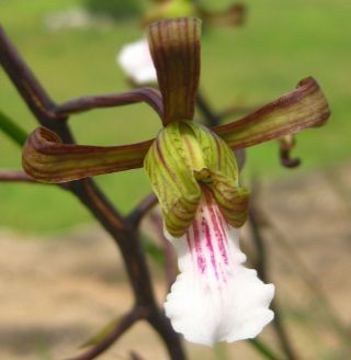Eulophia Petersii A Desert Orchid Rare Terrestrial Seedling Size Species In Clay