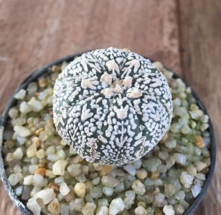 Astrophytum Asterias " Superkabuto V - Type " 8ribs Seedling Rare & Beautifu Cactus.