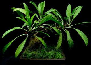 Myrmephytum Beccarii – Rare Ant Plant,  Spiny Caudex For Bonsai,  Sky Blue Flowers