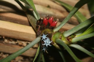 Myrmephytum beccarii – rare ant plant,  spiny caudex for bonsai,  sky blue flowers 2