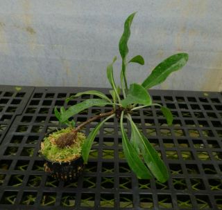 Myrmephytum beccarii – rare ant plant,  spiny caudex for bonsai,  sky blue flowers 3