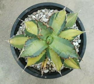 Agave Titanota Variegated Rare Plants Phytosanitary Cactus Haworthia Aloe