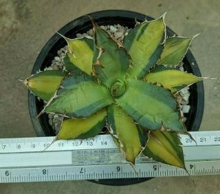Agave titanota variegated rare plants phytosanitary cactus haworthia aloe 2