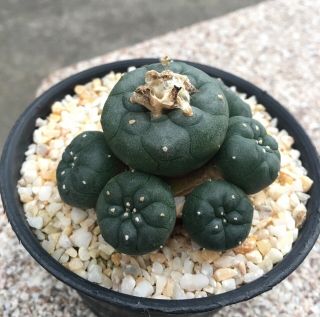 Astrophytum " Diffusa " Grow From Seedling More 2years Size7.  5cm Nice&rare Cactus