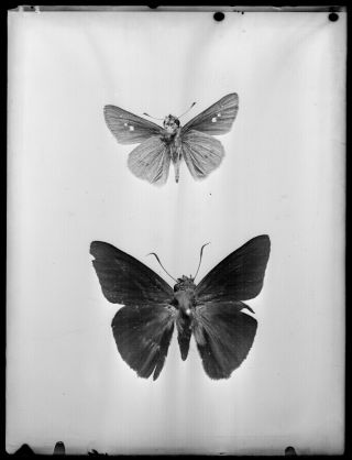 Antique Glass Negative / Butterflies / Japanese / Dated 1931