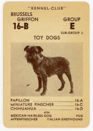 1939 Rare Akc Usa Dog Card Brussels Griffon Bruxellois American Kennel - Club