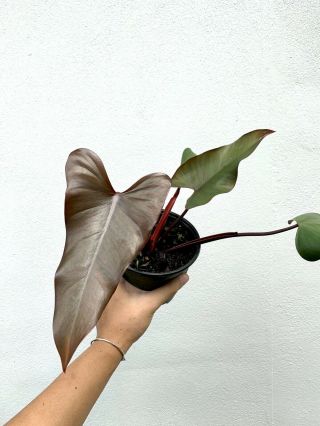 Rare Philodendron ‘dark Lord’ (aroid Anthurium,  Monstera)