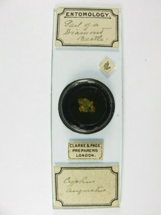 Antique Microscope Slide By Clarke & Page.  Part Of A Diamond Beetle.